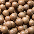 Macadamia Nut Seeds  1 Bag (10 Seeds)