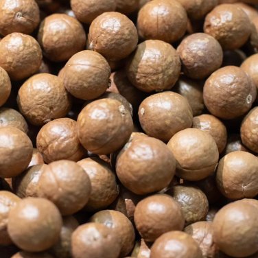 Macadamia Nut Seeds  1 Bag (10 Seeds)