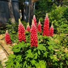 Red Lupin Seeds  1 Bag (100 Seeds)