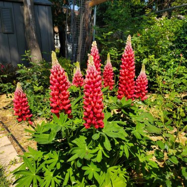 Red Lupin Seeds  1 Bag (100 Seeds)