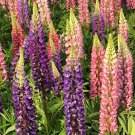 Mixed Color Lupin Seeds1 Bag (100 Seeds)