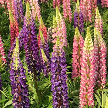 Mixed Color Lupin Seeds1 Bag (100 Seeds)