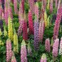 Mixed Color Lupin Seeds1 Bag (100 Seeds)