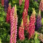 Mixed Color Lupin Seeds1 Bag (100 Seeds)