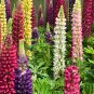 Mixed Color Lupin Seeds1 Bag (100 Seeds)