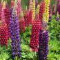Mixed Color Lupin Seeds1 Bag (100 Seeds)