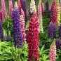 Mixed Color Lupin Seeds1 Bag (100 Seeds)