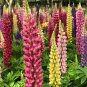 Mixed Color Lupin Seeds1 Bag (100 Seeds)