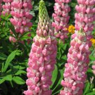 Pink Lupin Seeds 1 Bag (100 Seeds)