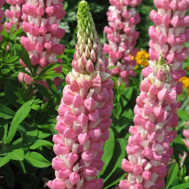 Pink Lupin Seeds 1 Bag (100 Seeds)