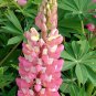 Pink Lupin Seeds 1 Bag (100 Seeds)