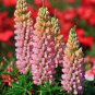 Pink Lupin Seeds 1 Bag (100 Seeds)