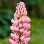 Pink Lupin Seeds 1 Bag (100 Seeds)