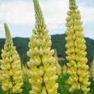 Yellow Lupin Seeds 1 Bag (100 Seeds)