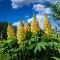 Yellow Lupin Seeds 1 Bag (100 Seeds)
