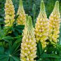 Yellow Lupin Seeds 1 Bag (100 Seeds)