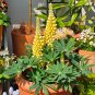 Yellow Lupin Seeds 1 Bag (100 Seeds)