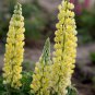 Yellow Lupin Seeds 1 Bag (100 Seeds)