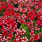 Red Star Hybrid Petunia Seeds 1 Bag (100 Seeds)