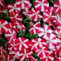 Red Star Hybrid Petunia Seeds 1 Bag (100 Seeds)