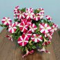 Red Star Hybrid Petunia Seeds 1 Bag (100 Seeds)