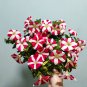Red Star Hybrid Petunia Seeds 1 Bag (100 Seeds)