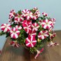 Red Star Hybrid Petunia Seeds 1 Bag (100 Seeds)