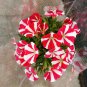 Red Star Hybrid Petunia Seeds 1 Bag (100 Seeds)