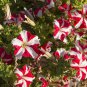 Red Star Hybrid Petunia Seeds 1 Bag (100 Seeds)