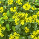 Sedum aizoon Seeds 1 Bag (200 Seeds)