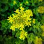 Sedum aizoon Seeds 1 Bag (200 Seeds)