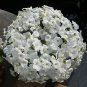 White Hybrid Petunia Seeds 1 Bag (200 Seeds)