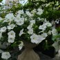 White Hybrid Petunia Seeds 1 Bag (200 Seeds)