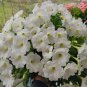 White Hybrid Petunia Seeds 1 Bag (200 Seeds)