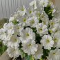 White Hybrid Petunia Seeds 1 Bag (200 Seeds)