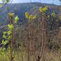 Aralia Shoots Seeds - Medicinal Wild Vegetable 1 Bag (200 Seeds)