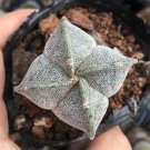 Astrophytum myriostigma quadricostatum 3-4cm