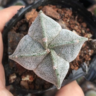 Astrophytum myriostigma quadricostatum 3-4cm