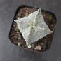 Astrophytum myriostigma quadricostatum 3-4cm