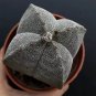 Astrophytum myriostigma quadricostatum 3-4cm