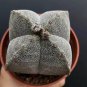 Astrophytum myriostigma quadricostatum 3-4cm