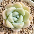 Echeveria 'Ice green' - Plump Leaf Succulent 3pcs x 1-head