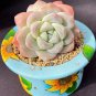 Echeveria 'Ice green' - Plump Leaf Succulent 3pcs x 1-head