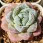 Echeveria 'Ice green' - Plump Leaf Succulent 3pcs x 1-head