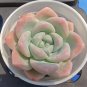 Echeveria 'Ice green' - Plump Leaf Succulent 3pcs x 1-head