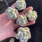 Echeveria 'Ice green' - Plump Leaf Succulent 3pcs x 1-head