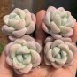 Echeveria 'Ice green' - Plump Leaf Succulent 3pcs x 1-head