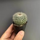 Mammillaria hahniana Cactus for Sale - Old Lady Cactus 3-4cm