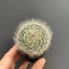 Mammillaria bocasana – Fluffy, White, Fuzzy Succulent Plant  3-4cm