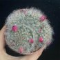Mammillaria bocasana – Fluffy, White, Fuzzy Succulent Plant 3-4cm